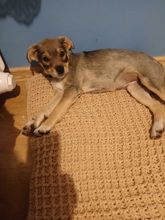 suczka 4 miesięczna do oddania