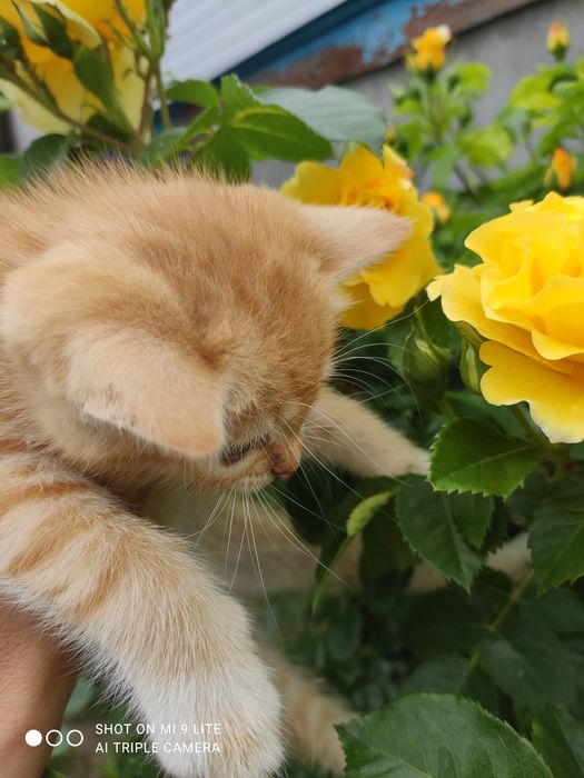 Котенята безкоштовно