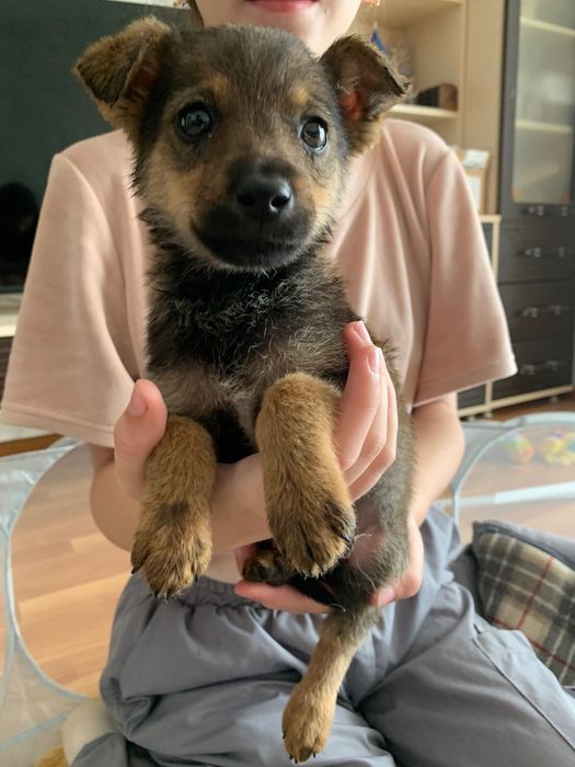 Цуцики дівчатка в добрі руки