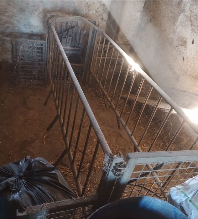 Kojec porodówka dla loch macior