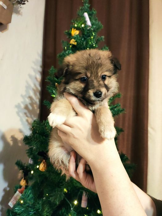 Песик манюня шукає родину!