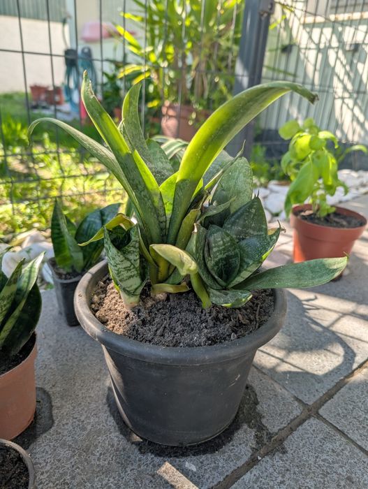 Plantas Espadas de São Jorge mini