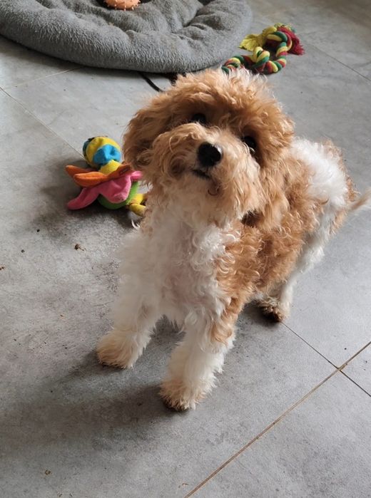 Maltipoo piękna sunia
