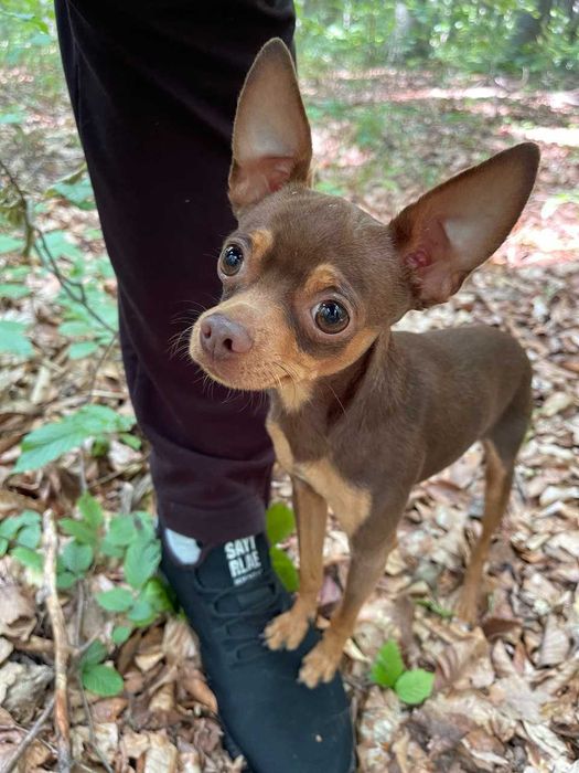 В'язка Той-терʼєр • Кобель для вʼязки • 2,5 роки