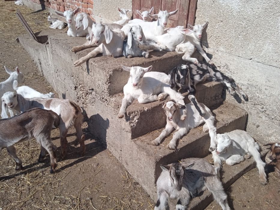 Породисті козинята (коза, цап, козочка, цапок)