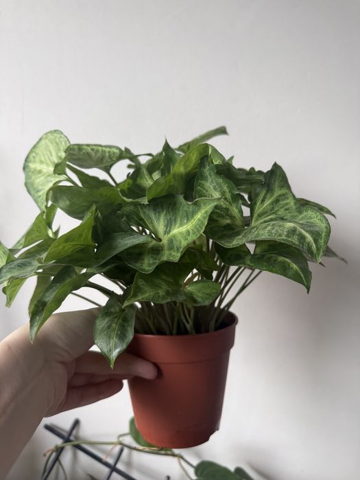 Syngonium – duża, gęsta roślina