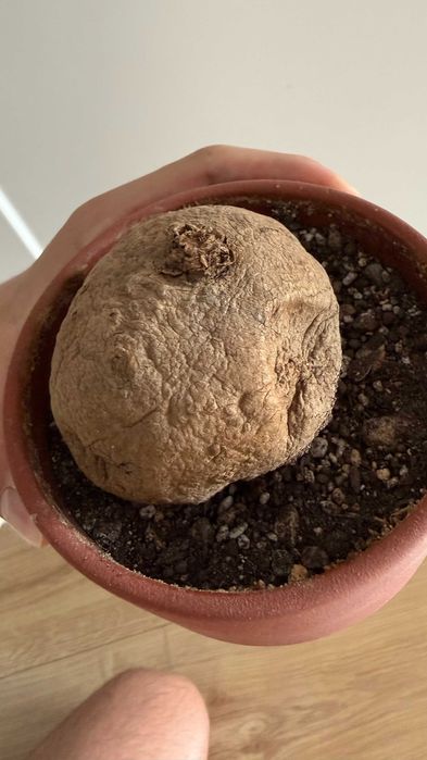 Bulwa Stephania Erecta - rarytas!