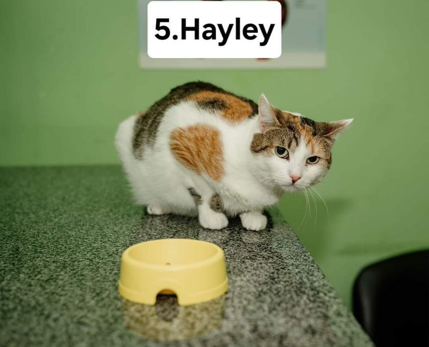 Hayley kotka szuka spokojnego domu!
