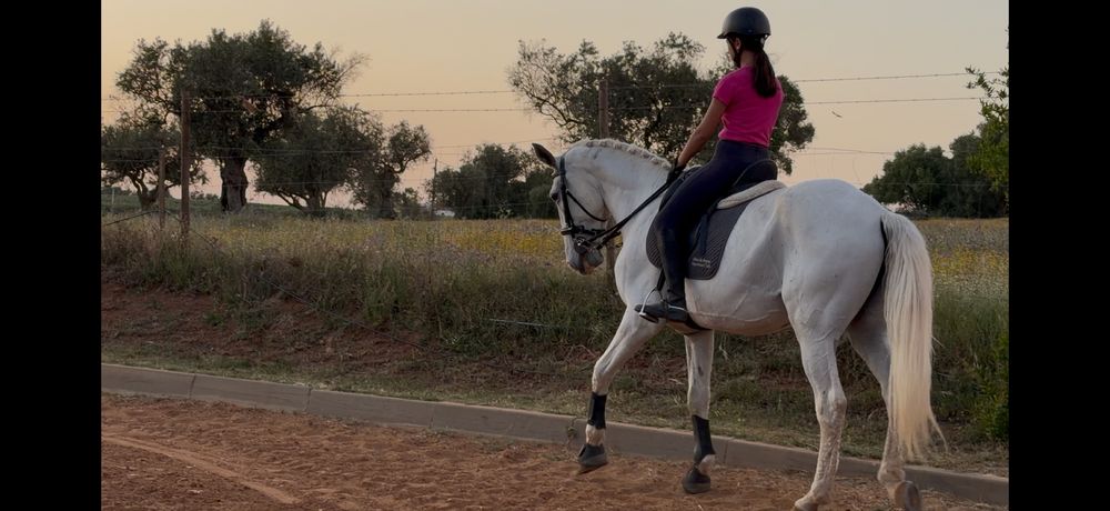 Cavalo puro sangue lusitano