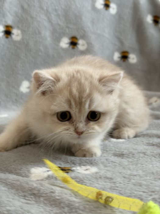 Dziewczynka brytyjska