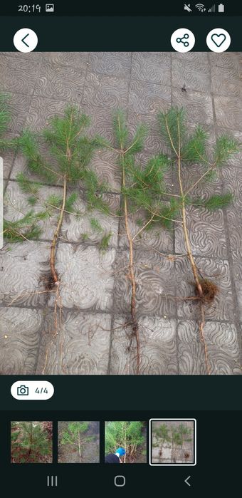 Ялинка , сосна,модрина, ялівець саджанці