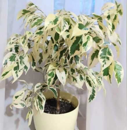 Комнатные растения