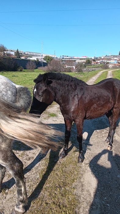 Poldra garrana  muito bem estimada
