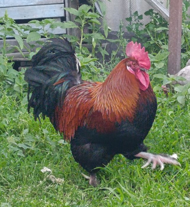 Маран голубо-мідний інкубаційне яйце