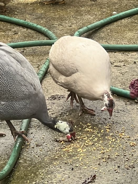 Fracas/Galinhas de Angola