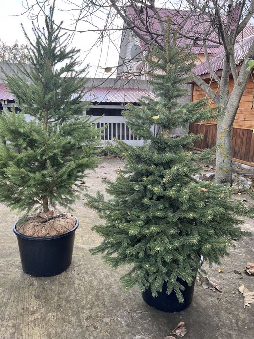 Сосни та ялинки в горщиках