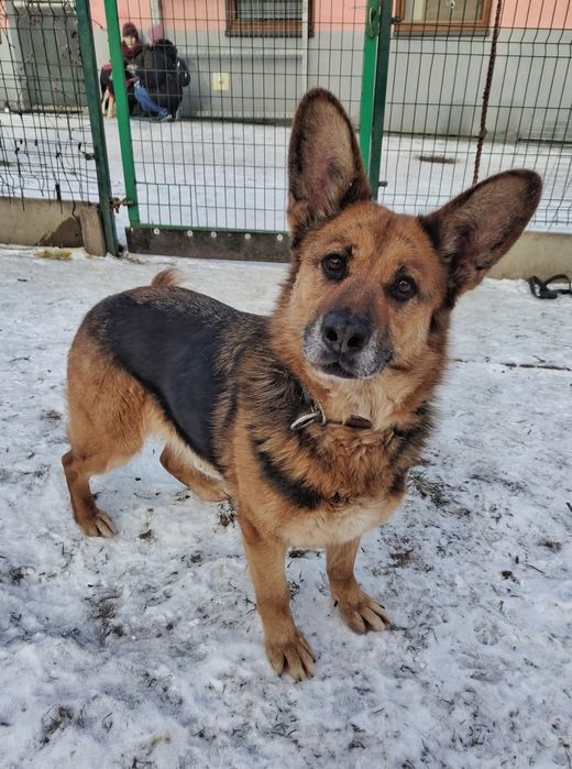 Mix owczarek niemiecki suczka Esi czeka na dom