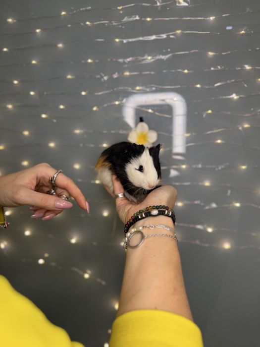 Морські свинки чарівні guinea pig різних порід