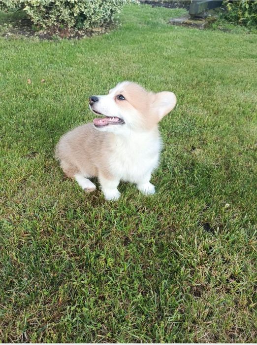 Suczka Welsh Corgi PEMBROKE - KREDA