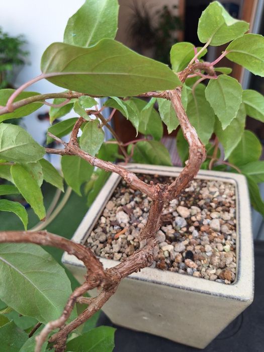 Bonsai fuchsia flor