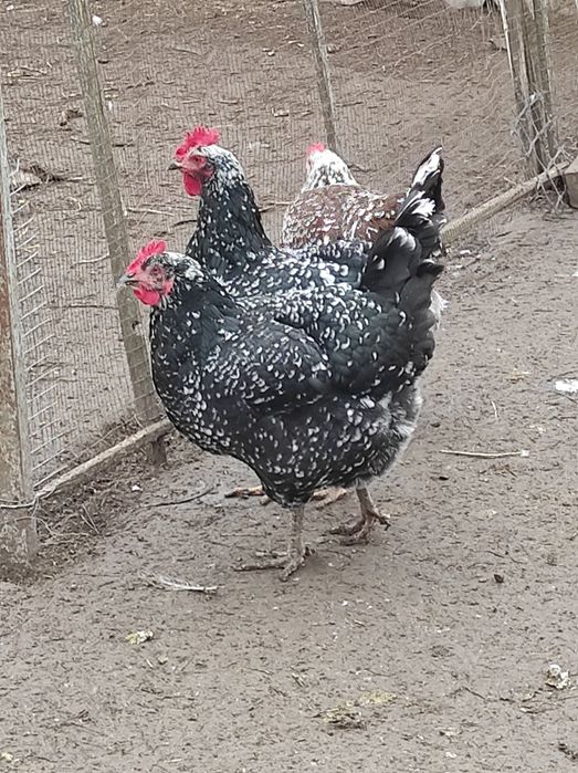 Кури лівенські ситцеві, яйце інкубаційне