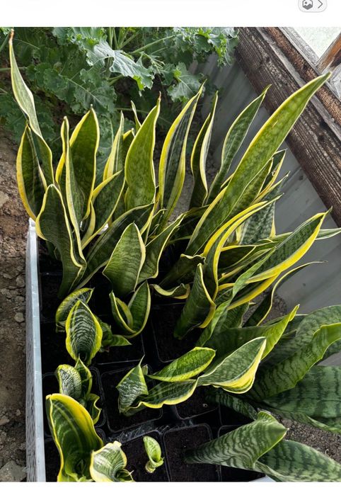 Sansevieria sanseweria