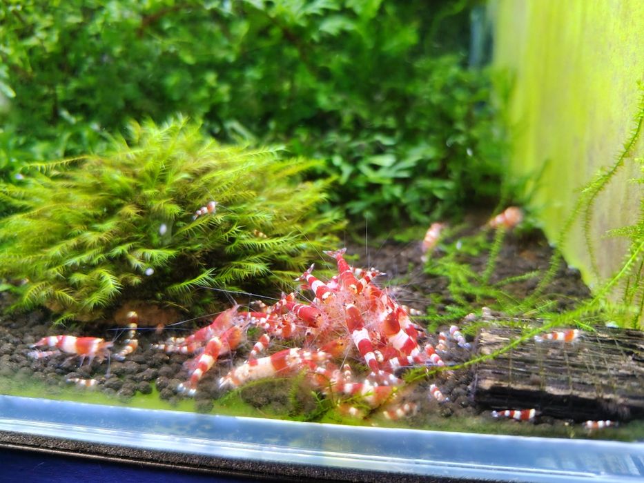 Krewetki Crystal Red Caridina