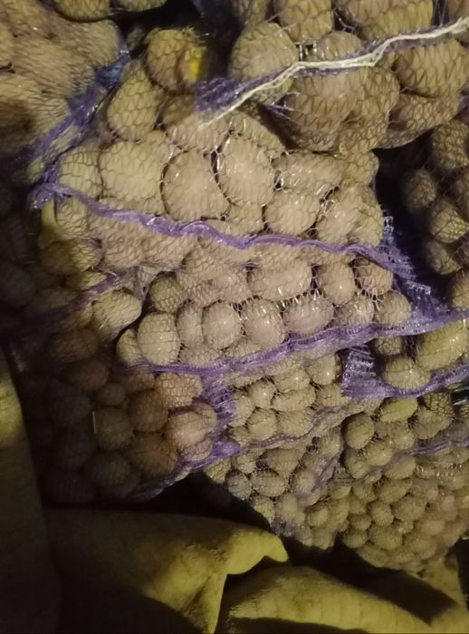 Ziemniaki wielkosć sadzeniaków