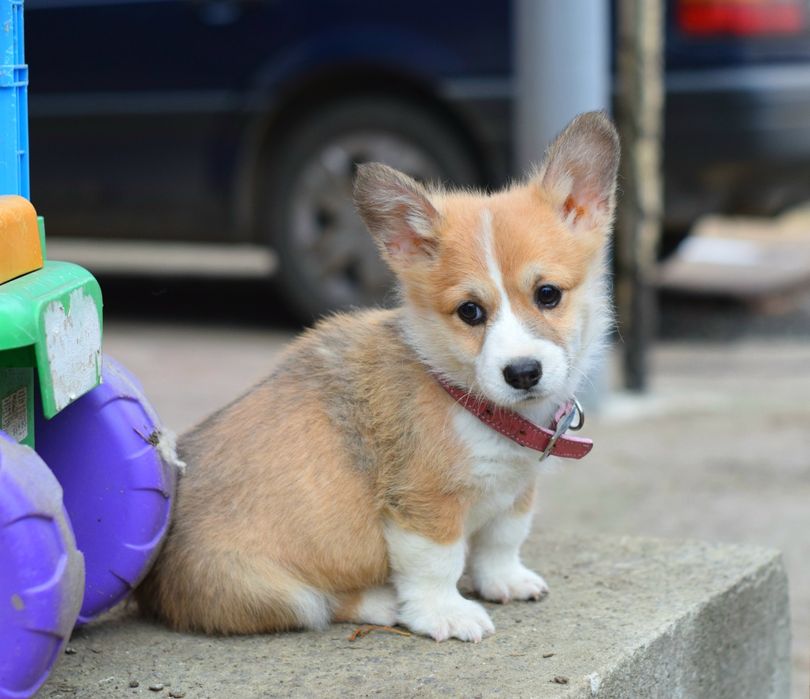 Щеночки Вельш Корги Пемброк. Ласковые детки.