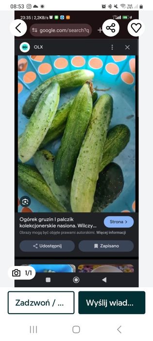 Nasiona ogórków odpornych na choroby odglebowe.