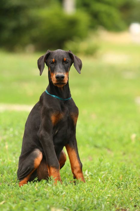 Цуценята Добермана