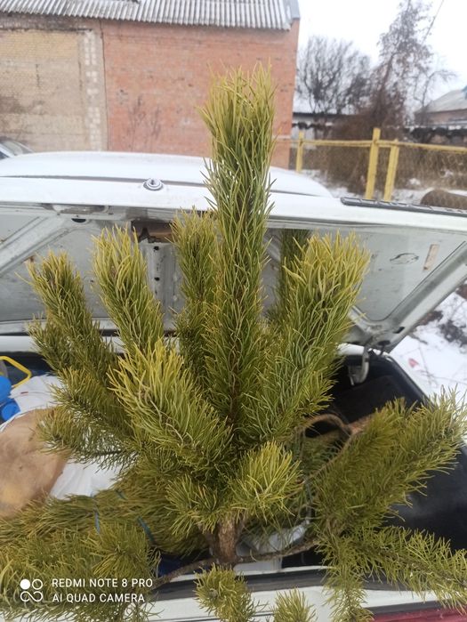 Продам Новорічна сосна