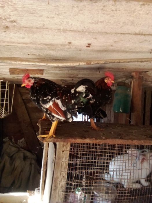 продам кугутів вік 5 місяців