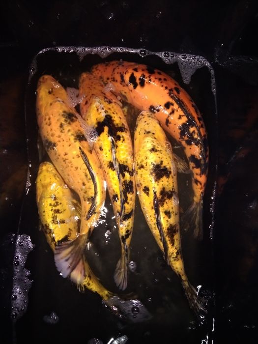 Lin pstrąg Węgorz jesiotr karp