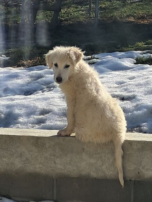 Owczarki podhalanskie