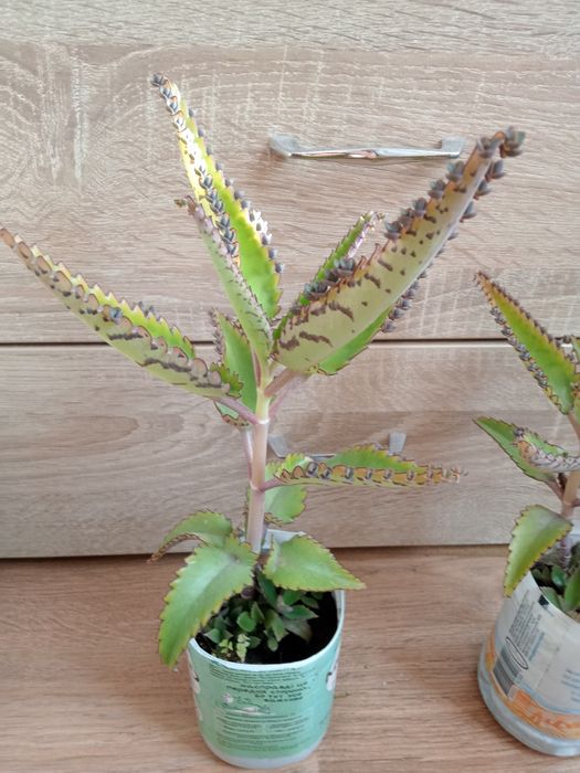 Каланхое,кімнатна рослина