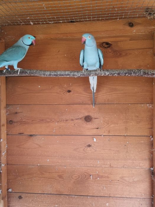 Aleksandretta obrożna dorosła samica