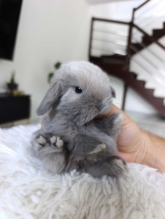Mini lop karzelek Teddy hodowla zarejestrowana