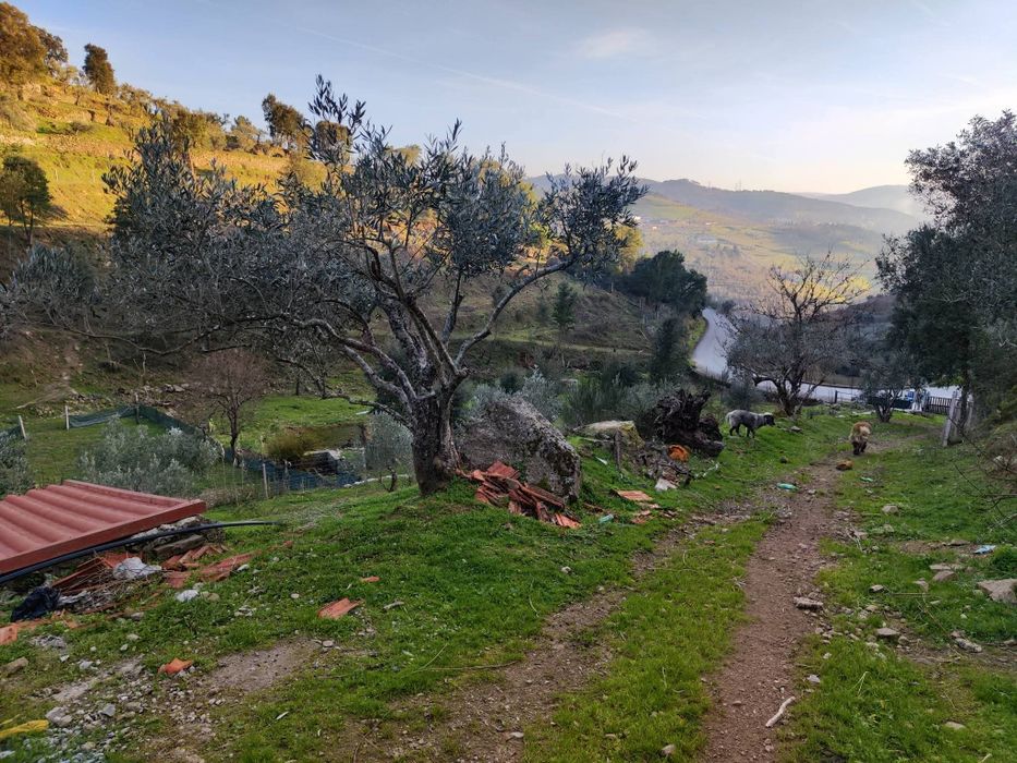 Quinta 3 Hectares Murganheira ( Tarouca )