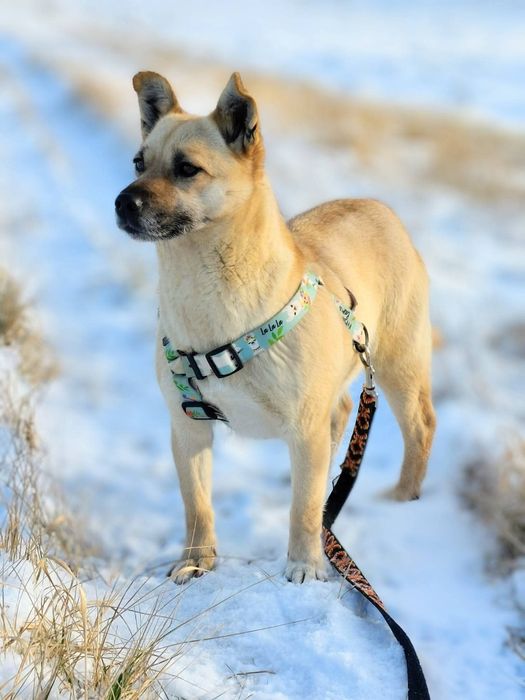 Mala sunia Eska czeka na domek