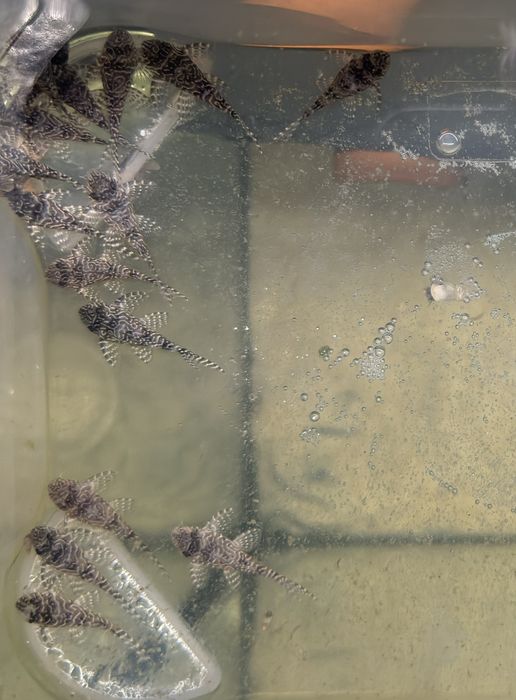 Hypancistrus L260 Juvenis
