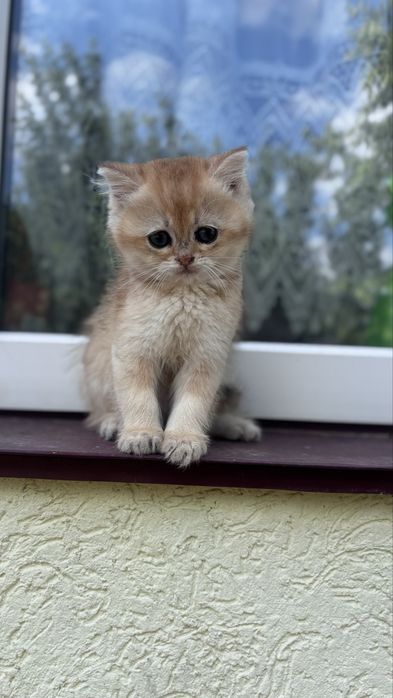 Золота шиншила котик