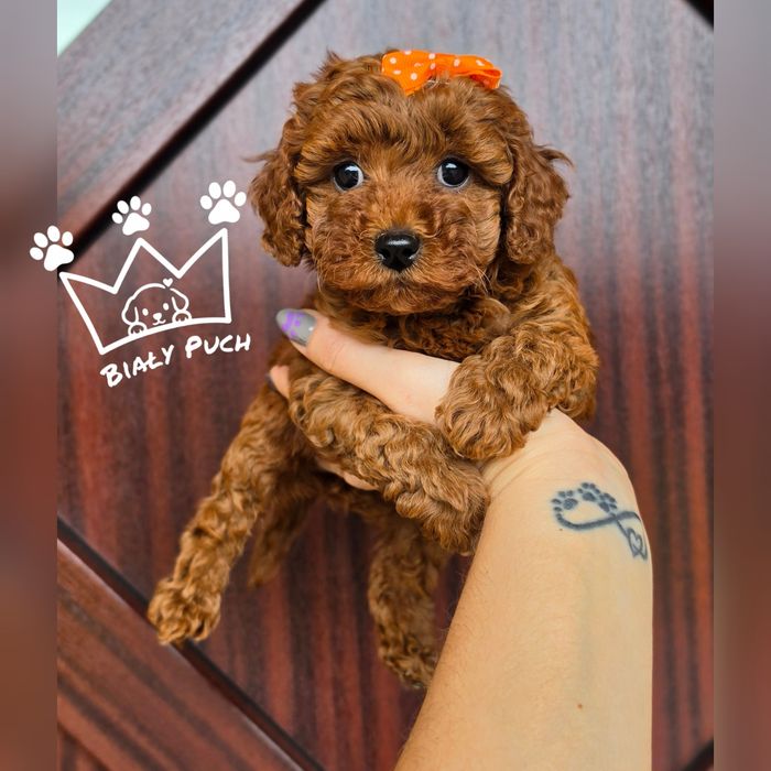 Pudel toy miniaturowy teacup red brown chiny badania paszport wyprawka