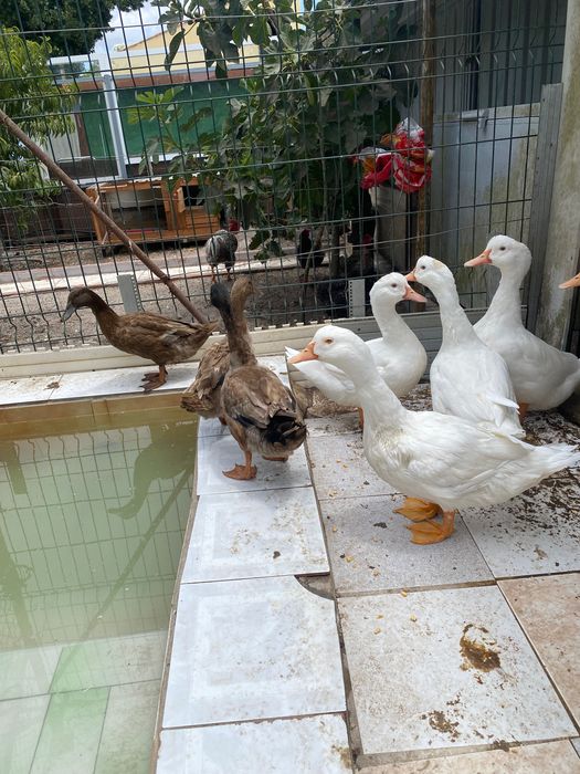 Vendo patos caseiros