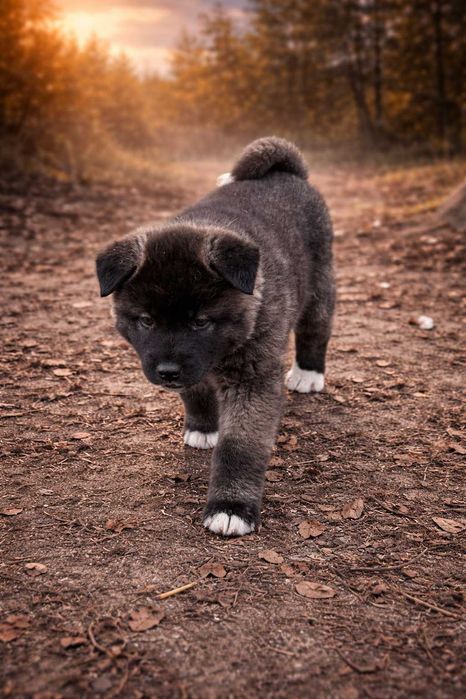 Akita Amerykańska SOTW SWKiPR - MARU