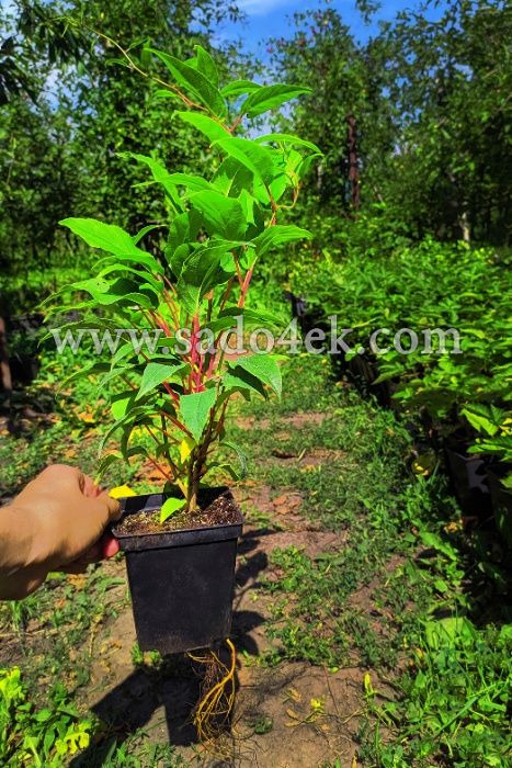 Актинідія (міні-ківі). 1-2-3-4 річні саджанці.