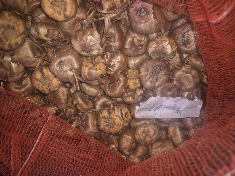 Cebulki mieczyków Mieczyki kwiaty