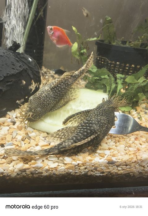 REZERWACJA  Zbrojnik pospolity-glonojad