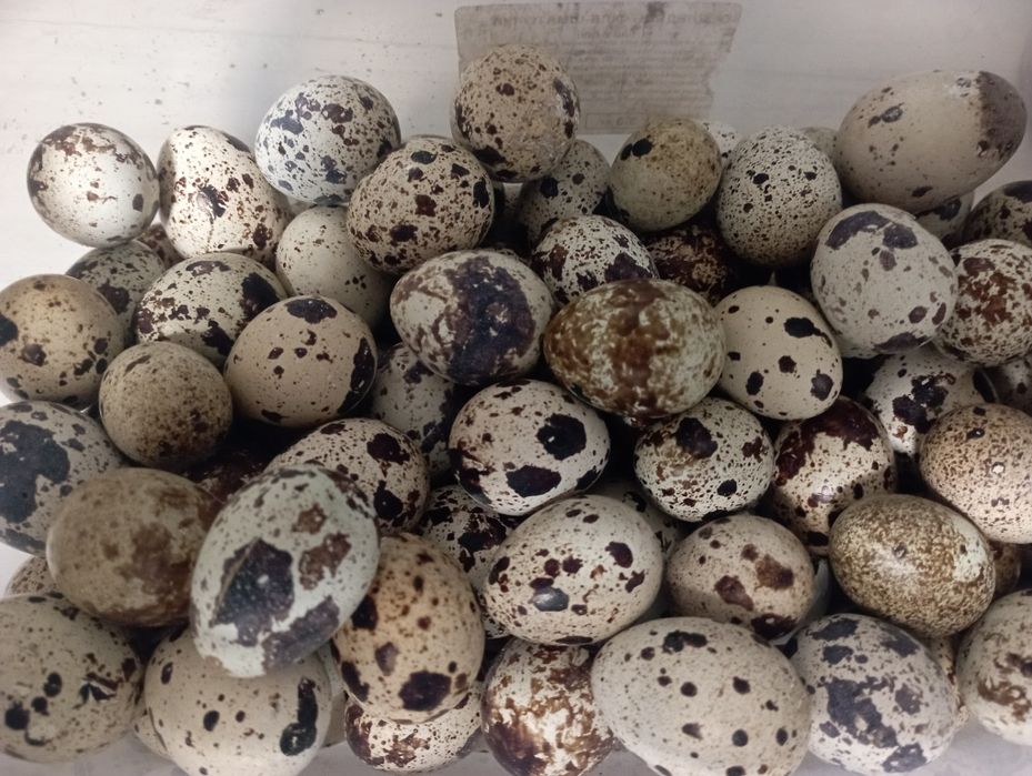 Інкубаційне яйцо Техас, Фараон , Смокінгові, Фенікс