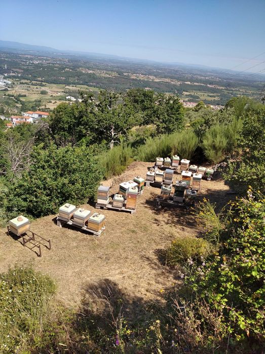 Ninho de abelhas63825517607681124